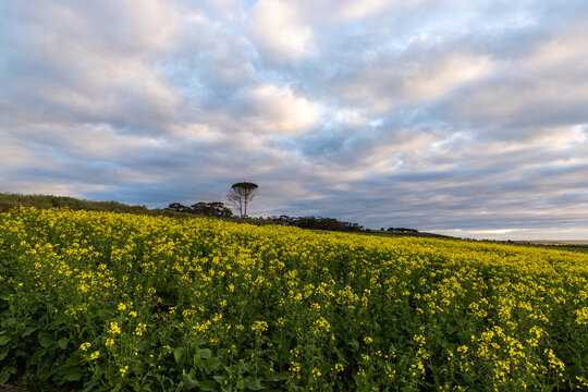beautiful rolling canola fields and mountains at sunset and dusk, Stanford, South Africa