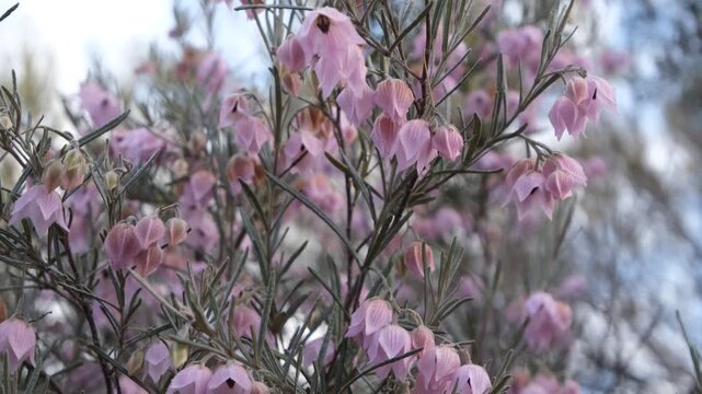 Guichenotia macrantha&nbsp;featuring delicate, bell-shaped mauve-pink flowers drooping from slender branches. It is a shrub with grey-green leaves, mauve flowers. It is endemic to Western Australia.