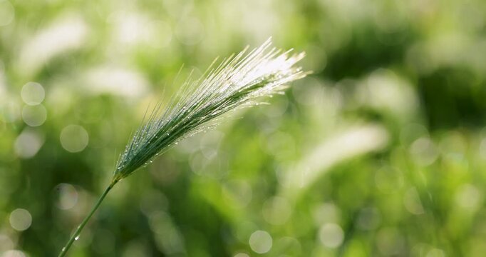 Morning dew drops on green foxtail grass