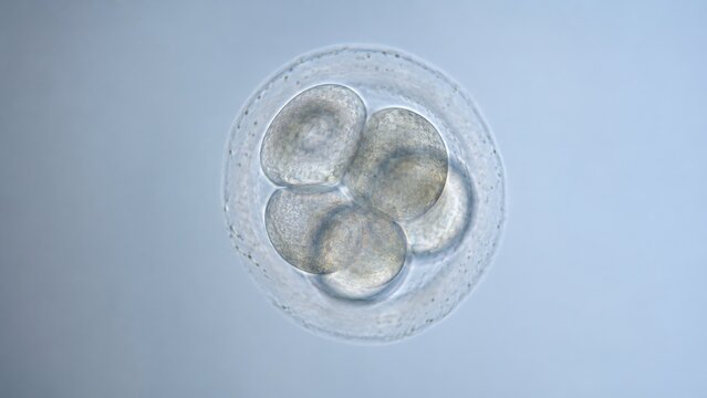 Human embryo undergoing cell division microscopic view