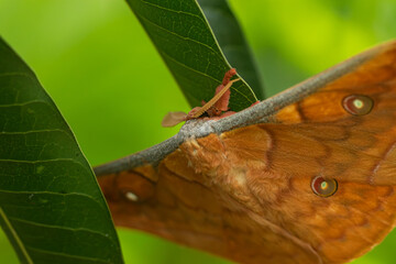 Detailed macro shot of a large moth with eyespots on wings and feathery antennae hiding under tropical green leaves © Nguyen Tuan