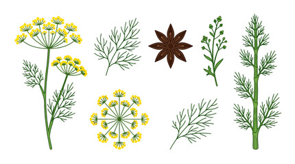 Fototapeta premium Collection of hand drawn dill fennel and anise spice botanical elements.