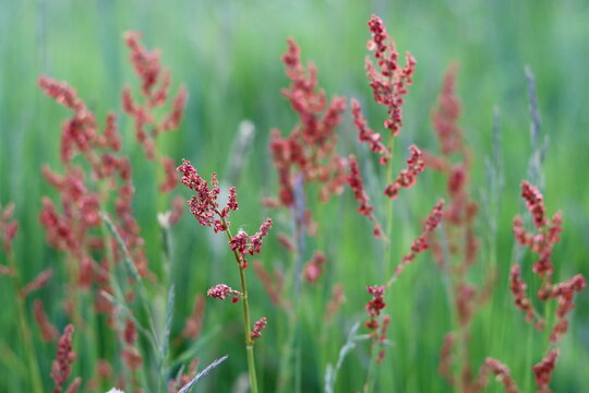 Sorrel or rumex in a meadow