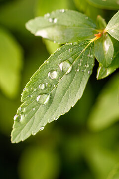 Close-up of a single green leaf covered in dew