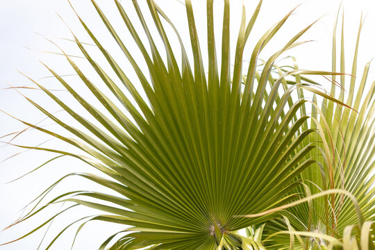 Large fan palm frond with vibrant green blades