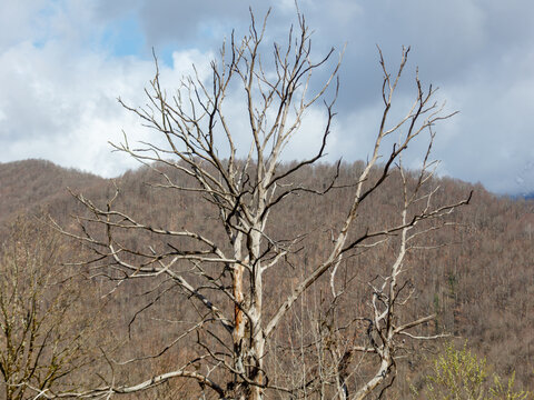 Bare tree stands tall against misty hills