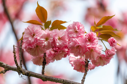 Pink sakura flowers on tree branches in the park