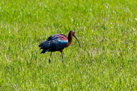 Colorful ibis forages in lush green field