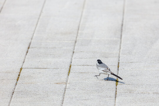 Gray paved path with small bird walking alone