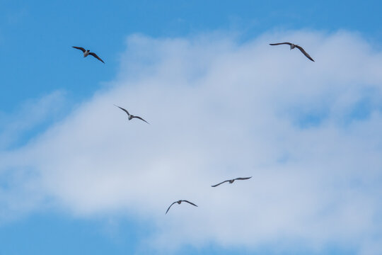 Five birds soar against a bright blue sky