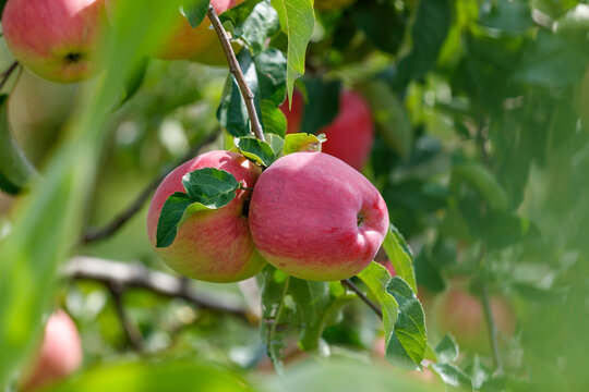 Close-up of juicy red apples on a branch