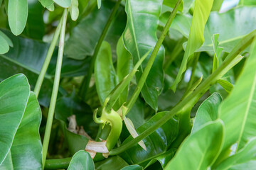 Fresh tropical foliage showing young green leaves and natural plant growth. Ideal for environmental concepts, gardening articles, botanical designs, and sustainable nature themes. © Joko
