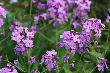 Fototapeta premium Pink sweet rocket, dames rocket or hesperis matronalis, growing in a meadow