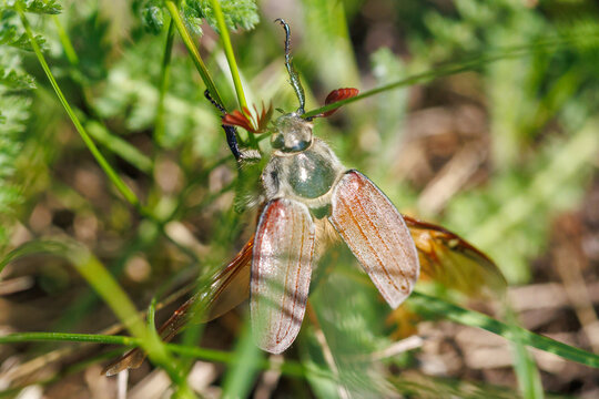 Beetle rests on grass blades in natural outdoor setting