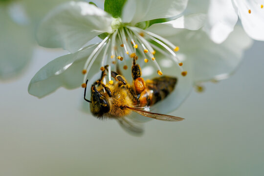 Bees gather nectar from a white blossom