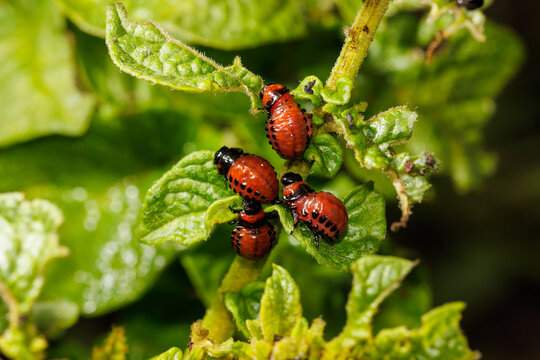 Colorado potato beetle eating potato leaves in the garden. Close-up