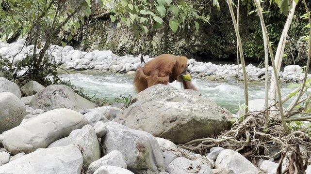 A female Sumatran orangutan - Pongo abelii - carries her infant near a jungle river with a watermelon in her mouth, showing human contact and altered feeding behavior.