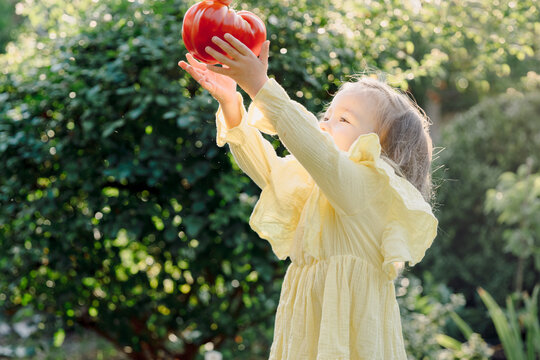 Child girl holding in hands big tomato in summer garden.