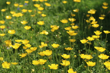 Fototapeta premium Buttercups in a countryside meadow