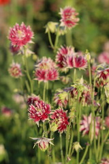 Obraz premium Aquilegia Nora Barlow - spherical pink and white double flower heads