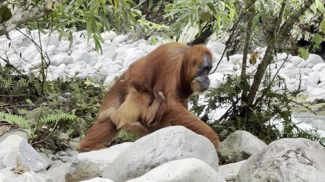 A female Sumatran orangutan - Pongo abelii - walks across rocks beside a fast-flowing jungle river with her newborn clinging tightly to her long reddish fur.