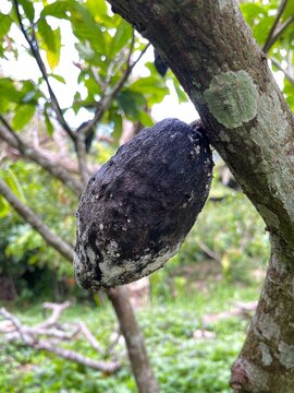 Black diseased cocoa pod hanging on cacao tree in tropical plantation, showing crop disease affecting chocolate production.