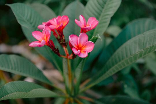 Plumeria or Frangipani pink flowers. Flowers on tropical tree