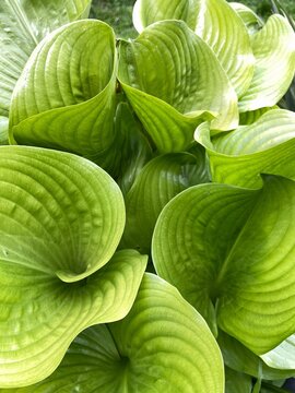 Closeup of vibrant green hosta leaves creating a natural botanical background with elegant texture and pattern.
