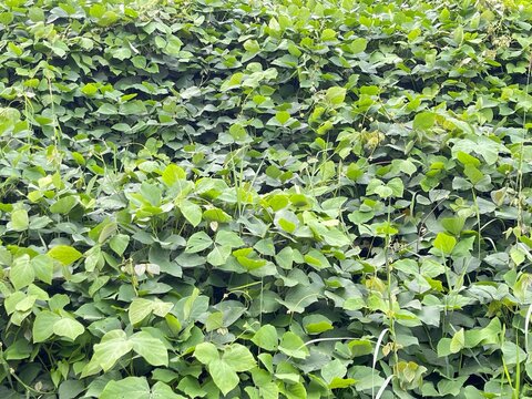 Dense green creeping vine plants covering the ground creating a lush natural vegetation background.