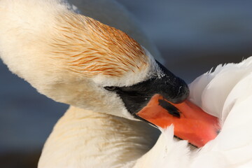 Mute swan preening its feathers © Francesca Leslie