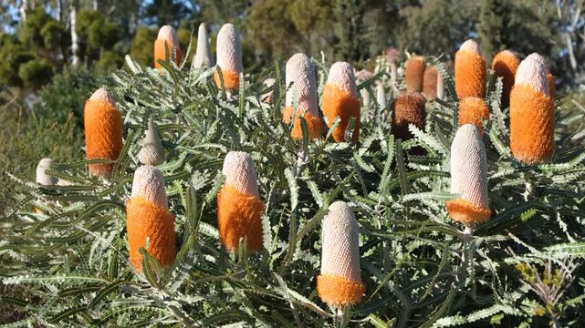 Banksia prionotes (commonly known as acorn banksia or orange banksia) featuring acorn-shaped flower blooming above dense foliage. &nbsp;It is native to the southwest of Western Australia