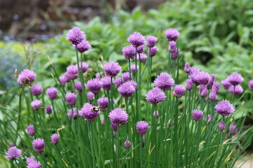 Fototapeta premium Purple chive flowers in a garden
