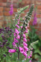 Fototapeta premium Foxgloves in a garden in summer
