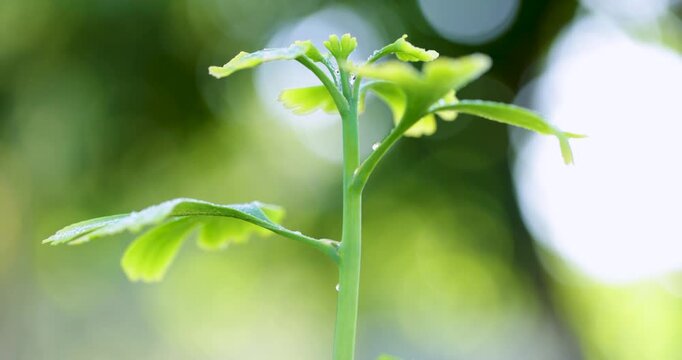 Young green ginkgo biloba leaf growing in spring