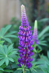 Fototapeta premium Purple lupins in a garden