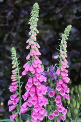 Foxgloves in a garden in summer © Francesca Leslie