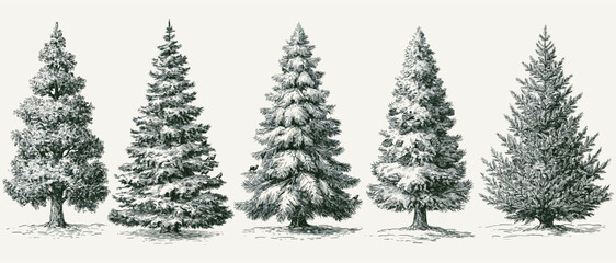 Fototapeta premium Snow Covered Evergreen Pine Tree Collection Winter Forest Illustration.