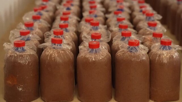 Plastic bottle cap liquid packaging factory production row storage sealed red caps on brown beverage containers lined in rows for industrial processing, cold storage, hygiene, distribution
