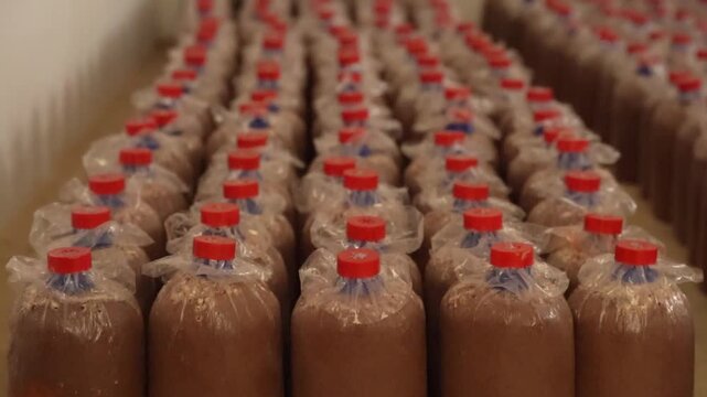 Plastic bottle with red cap on beverage packaging production line in food processing factory storage corridor, rows of sealed containers showing bulk manufacturing hygiene, shipment distribution