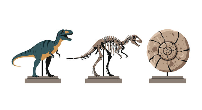 Historical museum exhibits showing dinosaur skeleton, realistic dinosaur model, and ammonite fossil, vector set.