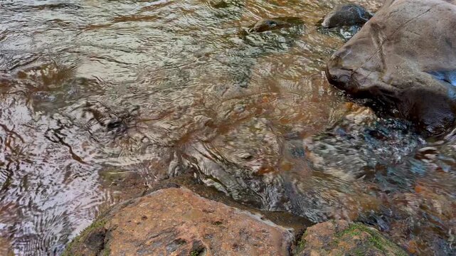 Clear Stream Over Rocks The crystal-clear water of a stream flows gently over smooth, weathered rocks, creating a serene and natural scene.