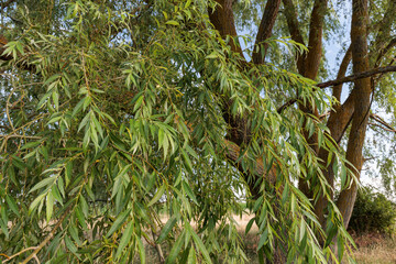 Salix babylonica. Weeping willow with its hanging branches covered in elongated leaves. © LFRabanedo