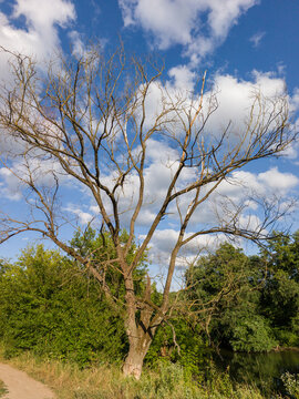 Bare Tree Branch Silhouette Beside River Under Blue Summer Sky
