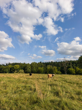 Vertical Shot of Green Summer Meadow with Cows and Clouds