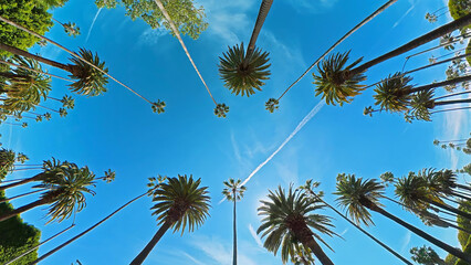 Fototapeta premium Tall Palm Trees Framing a Bright Blue Sky. Upward view of tall palm trees framing a vivid blue sky crossed by white airplane contrails.