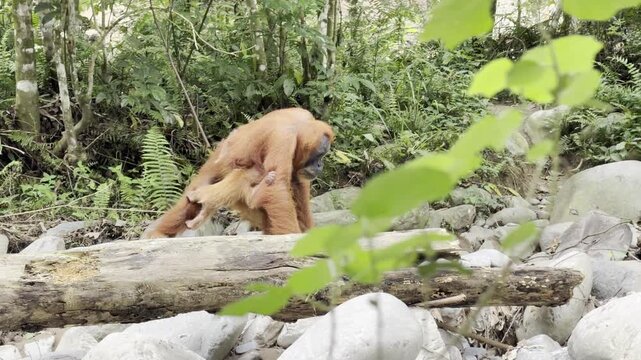 An orange-haired Sumatran orangutan - Pongo abelii - walks across river pebbles with a tree trunk in the foreground while her infant clings beneath her right arm.