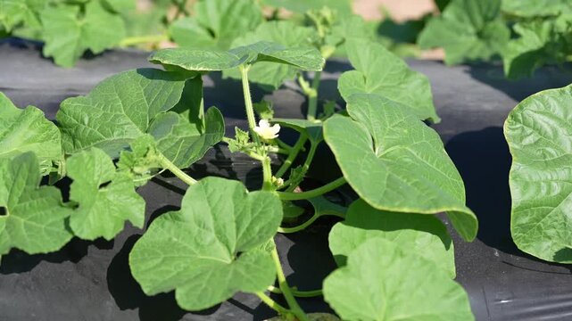 Cucumber plant leaf vine flower agriculture farm field plastic mulch bed in sunlight, closeup green foliage and white blossom on ground cover, spring vegetable crop growth in garden rows