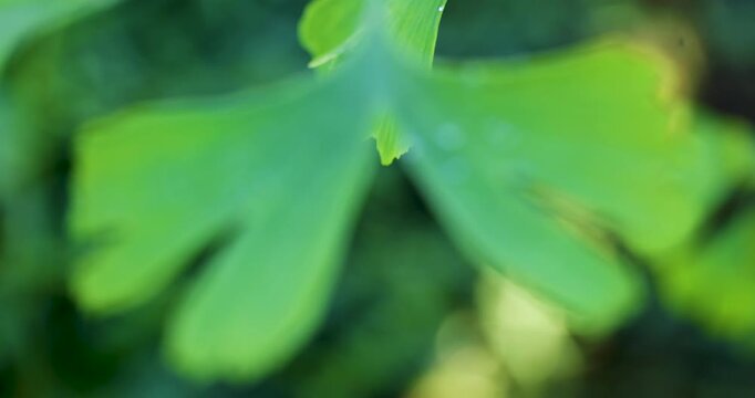 Green ginkgo biloba leaf revealing morning dew