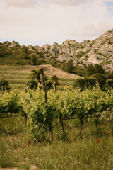 vineyard in france, alpilles © Manon