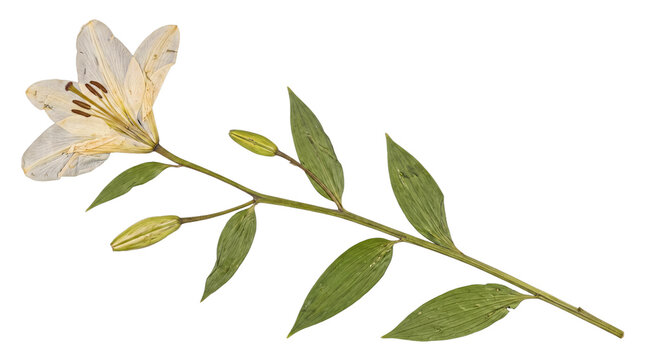 Elegant single pressed white lily flower with intricate stem and budding leaves for sophisticated botanical art.